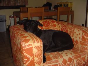 Jinx-Belgien1 fr web