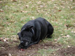 Jinx-Eulenhorst-1 fr web