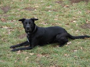 Jinx-Eulenhorst-2 fr web