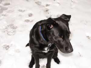 Jinx-schnee-januar2006 fr web