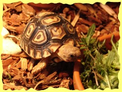 Pantherfutter2-inkspill Pantherfutter2-inkspill