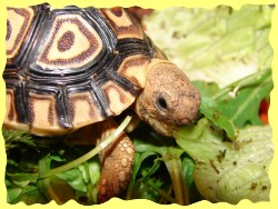 Pantherfutter4-inkspill